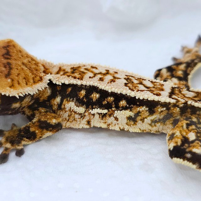 Normal Quad Pinstripe