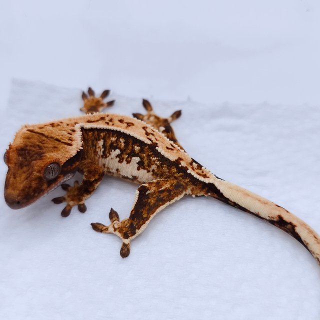 Tangerine Quad Tri White Spot