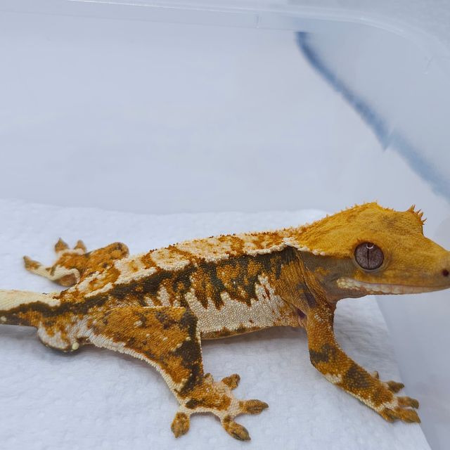 텐저린 트라이 익스트림할리퀸