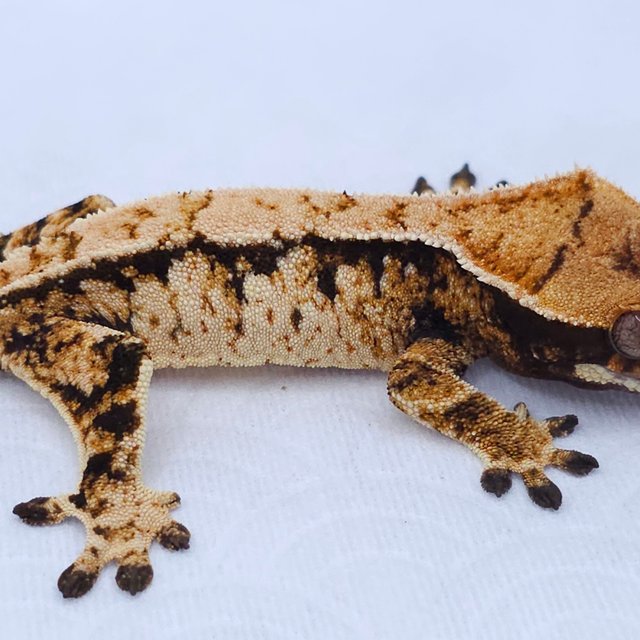 Tangerine Tri Extreme Harlequin White Spot