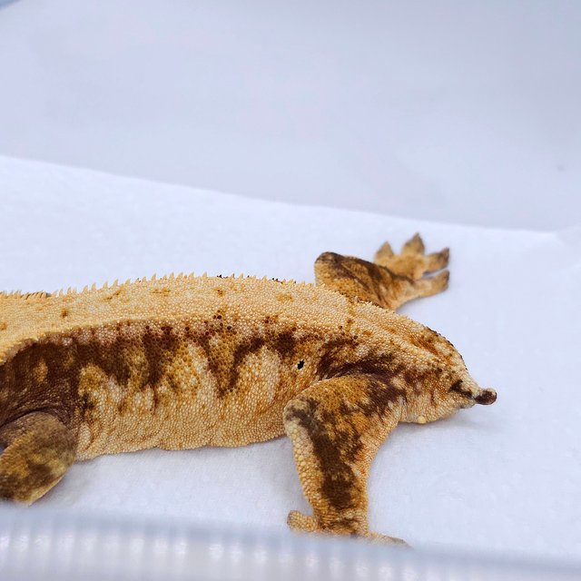 레드 트라이 익스트림할리퀸