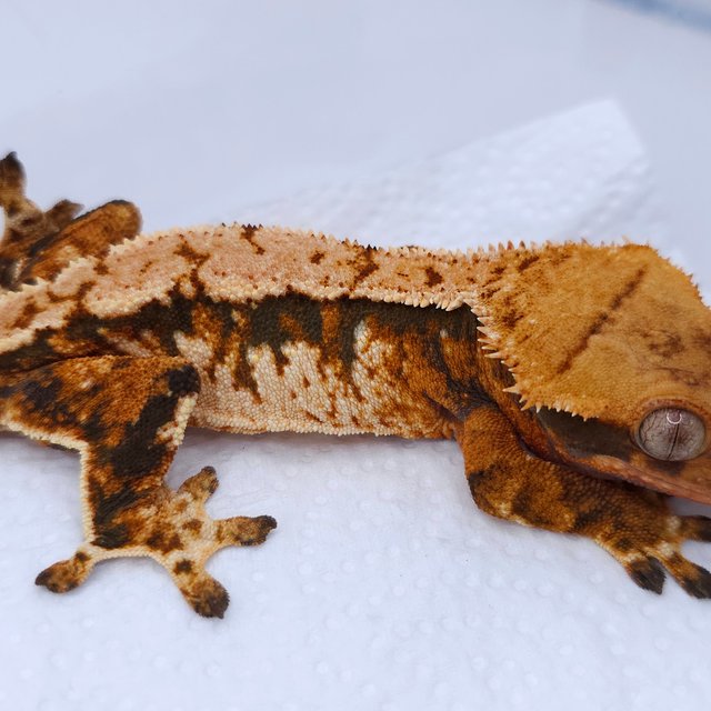 Tangerine Tri Extreme Harlequin