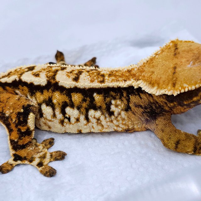 Tangerine Quad Tri Extreme Harlequin Pinstripe