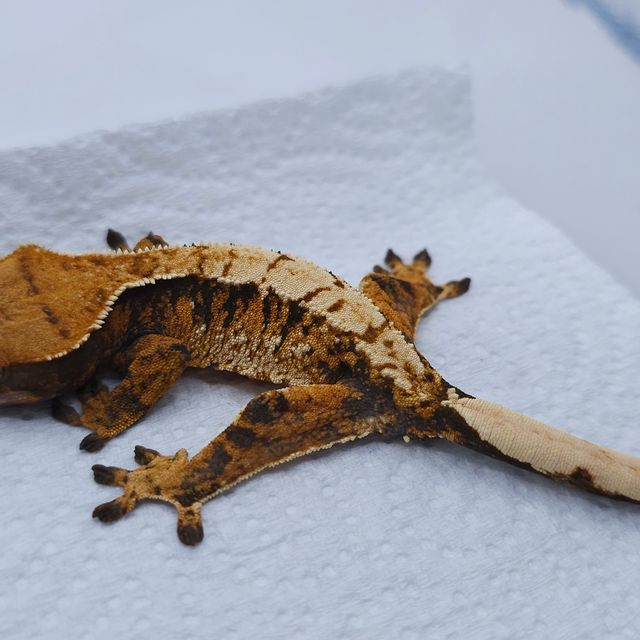 텐저린 트라이 익스트림할리퀸