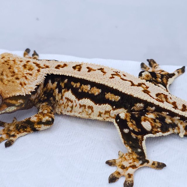 Tri Quad Pinstripe