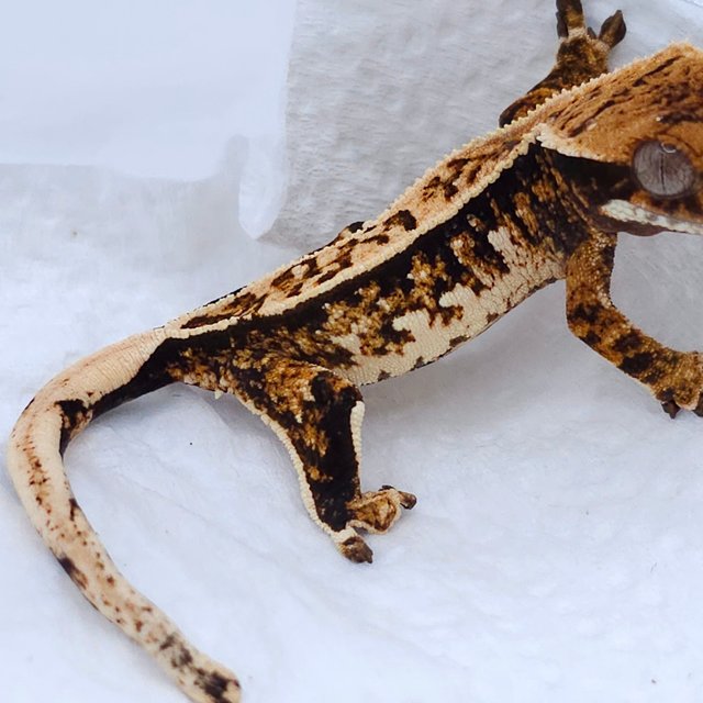 Tangerine Tri Extreme Harlequin White Spot