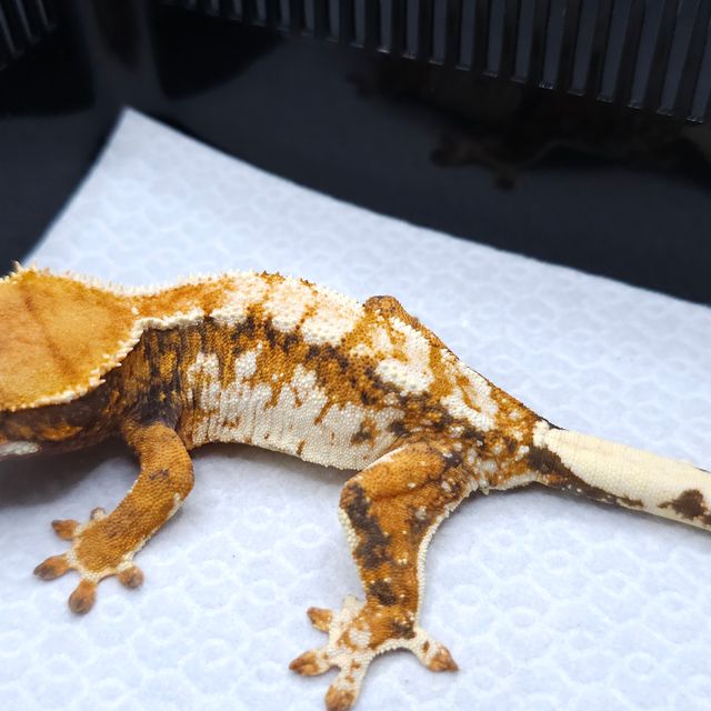 Tri Tangerine Extreme Harlequin