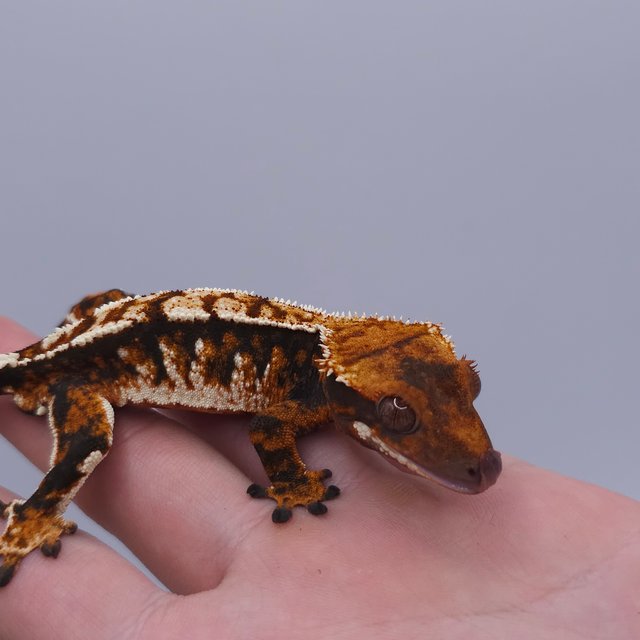 Tangerine Tri Extreme Harlequin White Spot