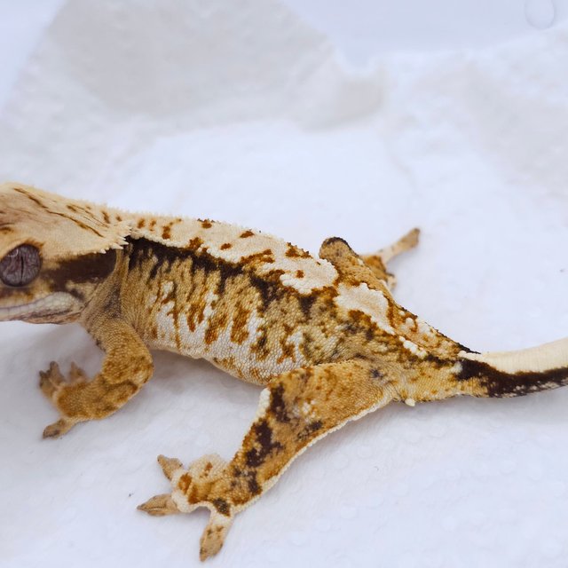 Tri Extreme Harlequin White Spot