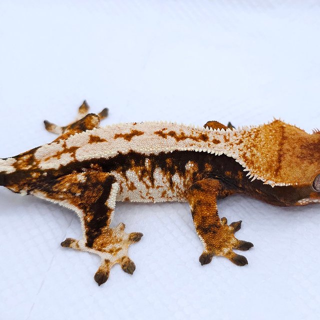 텐저린 트라이 익스트림할리퀸 드리피