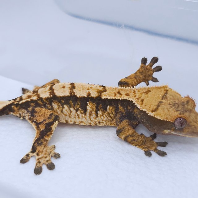 Tri Extreme Harlequin