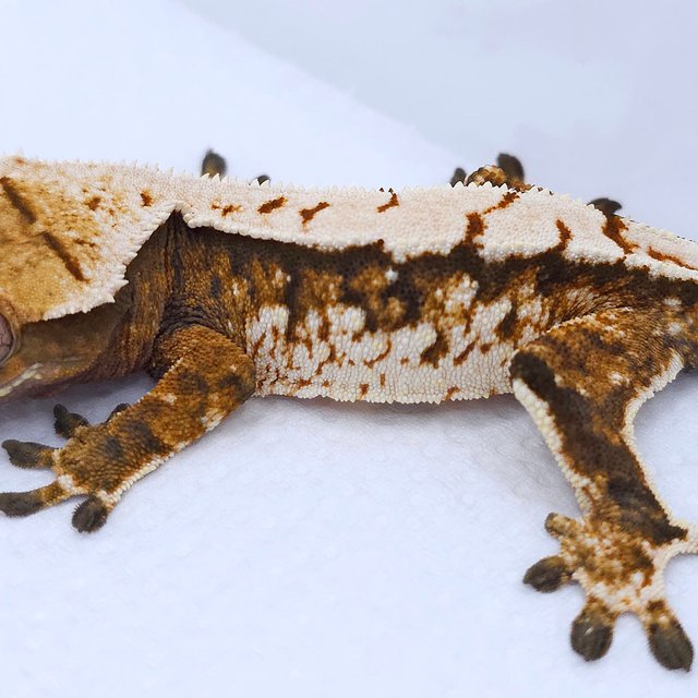 Tangerine Tri Extreme Harlequin White Spot