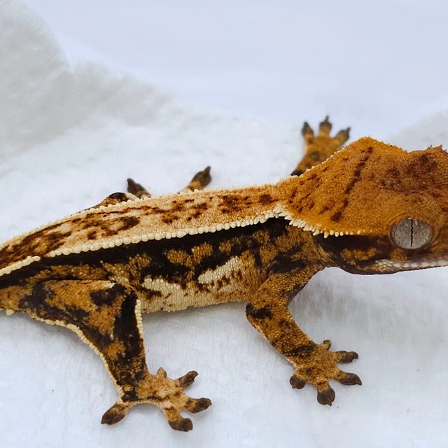 Quad Pinstripe Tri