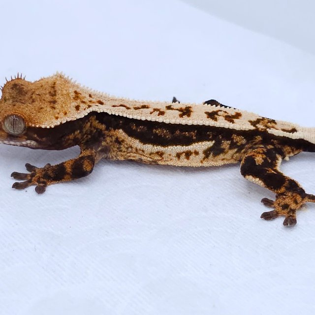 Pinstripe Tri Quad