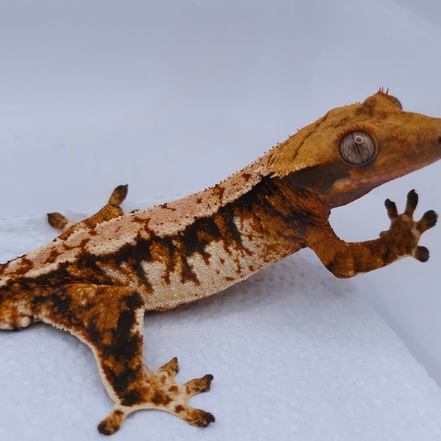 텐저린 트라이 익스트림할리퀸