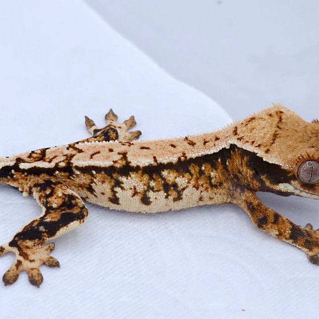 Tri Extreme Harlequin White Spot