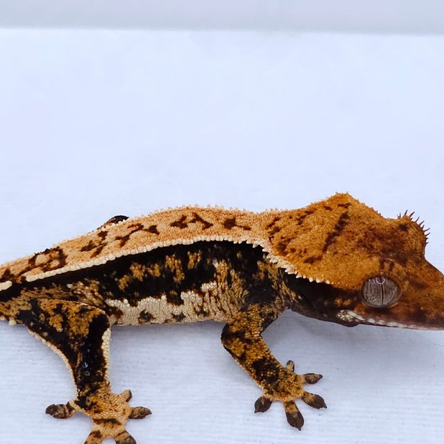 Tangerine Tri Pinstripe Quad