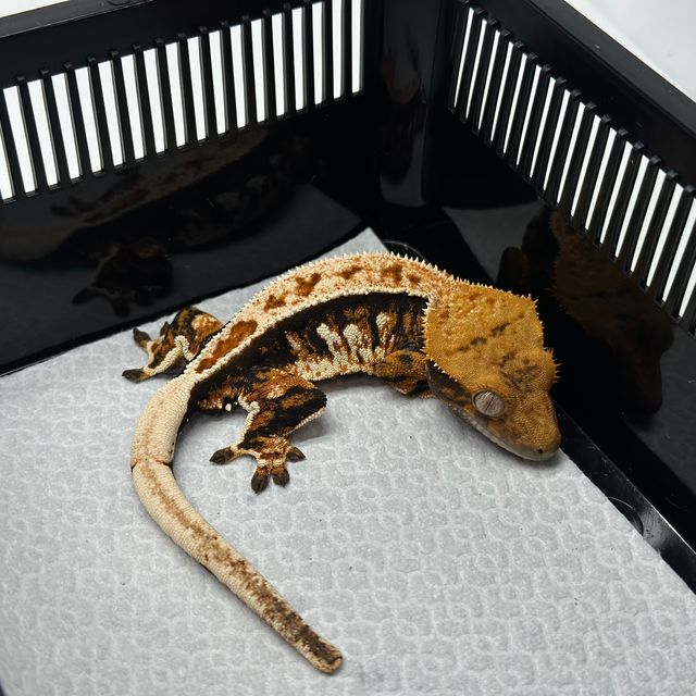 트라이