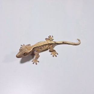 노멀 트라이 익스트림할리퀸 드리피 화이트핀 화이트