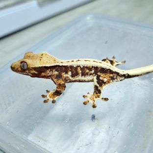 릴리화이트 트라이 익스트림할리퀸