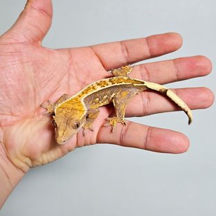 no.88