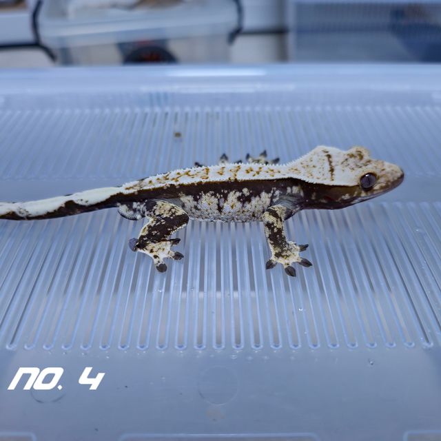 익스트림할리퀸