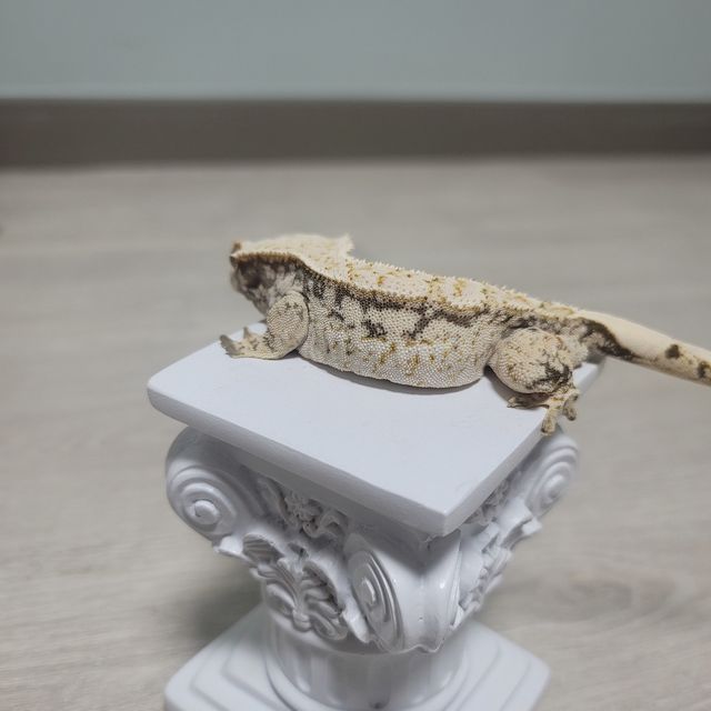 드리피