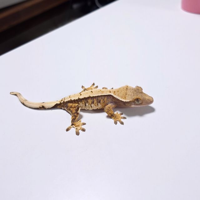 노멀 트라이 익스트림할리퀸 화이트핀 화이트스팟 텐저린