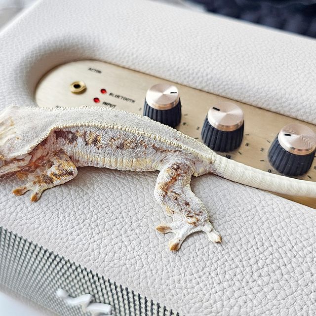 릴리화이트 트라이 풀핀