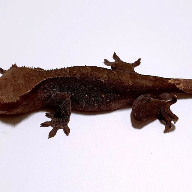 아잔틱