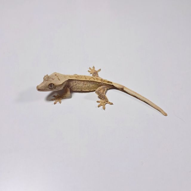 노멀 익스트림할리퀸 크림 트라이