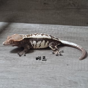 베르