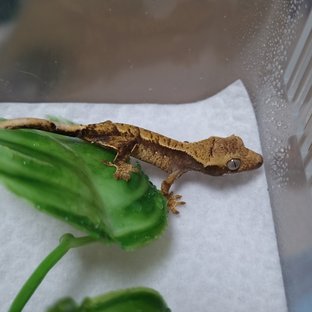 트라이 익스트림할리퀸