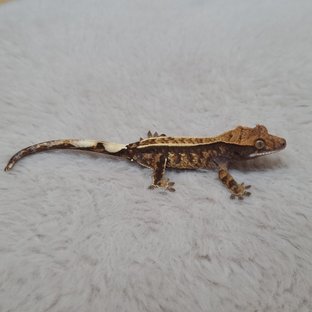 노멀 트라이 익스트림할리퀸 핀스트라이프 화이트스팟