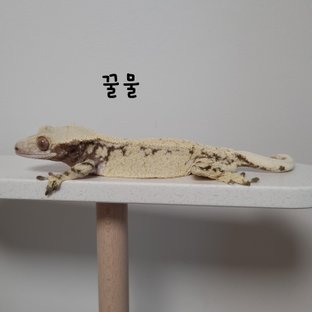 꿀물