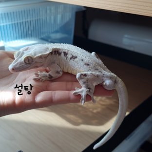 설탕