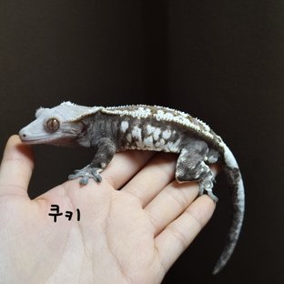쿠키