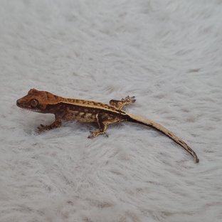 노멀 쿼드 100%헷아잔틱