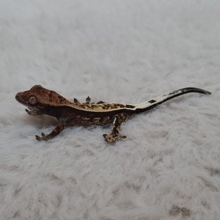 카푸치노 100%헷아잔틱