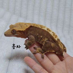 홍차