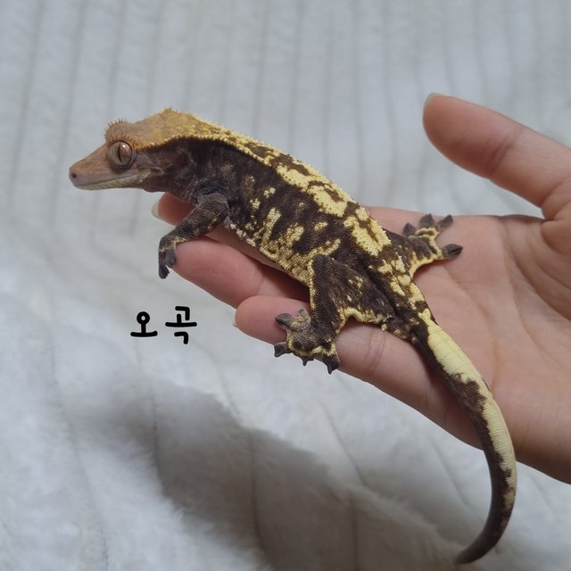 트라이 카푸치노