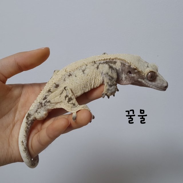 노멀 드리피 화이트스팟