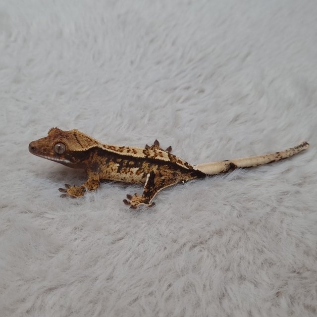 노멀 트라이 익스트림할리퀸