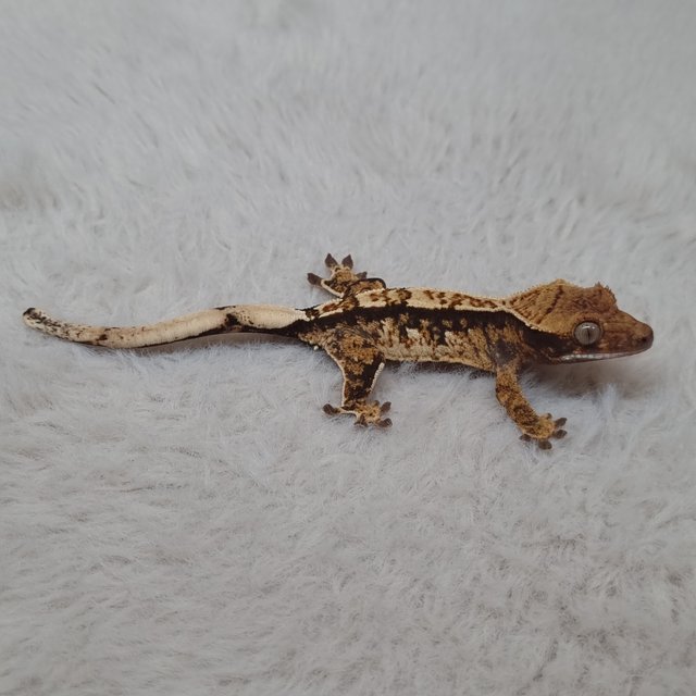 노멀 트라이 익스트림할리퀸