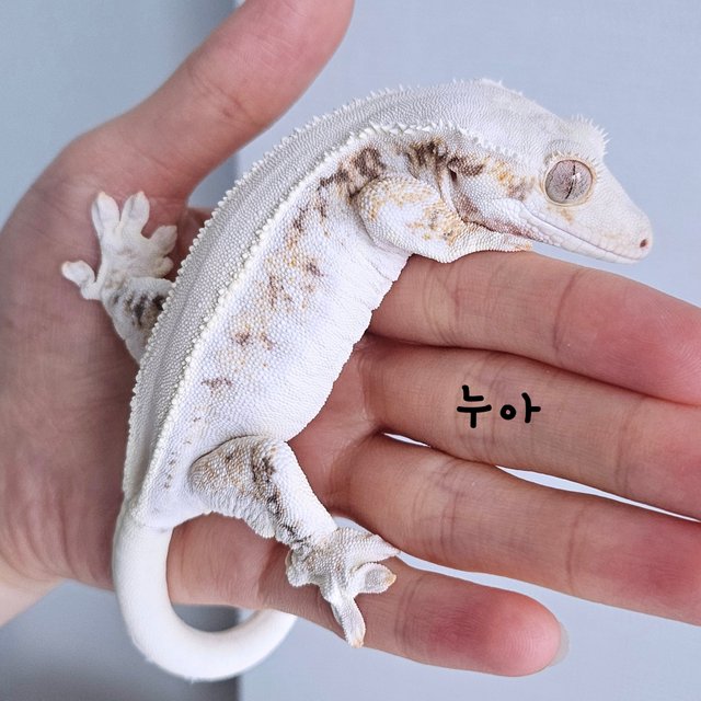 솔리드백 릴리화이트