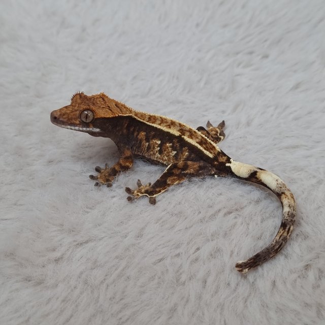 노멀 트라이 익스트림할리퀸 핀스트라이프 화이트스팟