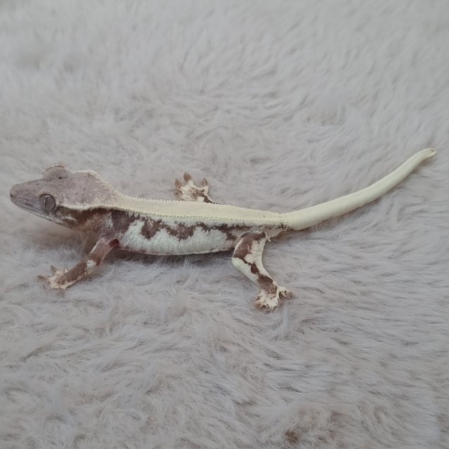 솔리드백 릴리 세이블