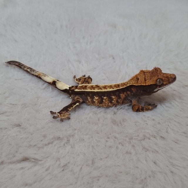 노멀 트라이 익스트림할리퀸 핀스트라이프 화이트스팟