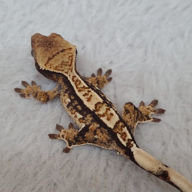 노멀 트라이 익스트림할리퀸