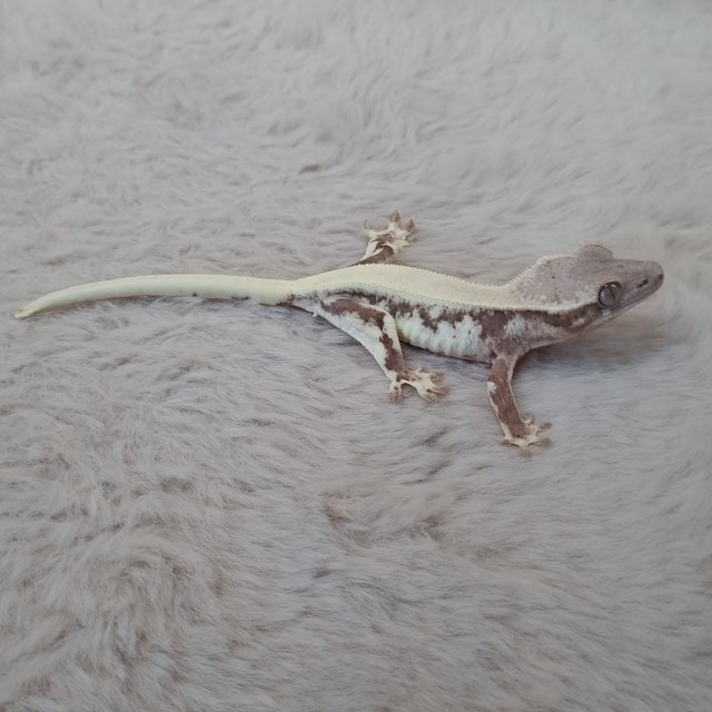 솔리드백 릴리 세이블